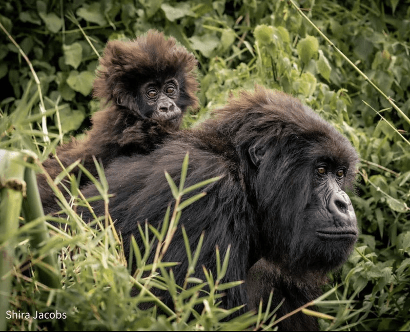 gorilla trekking in rwanda from USA, rwanda gorilla trekking from united states of america, rwanda gorilla trekking