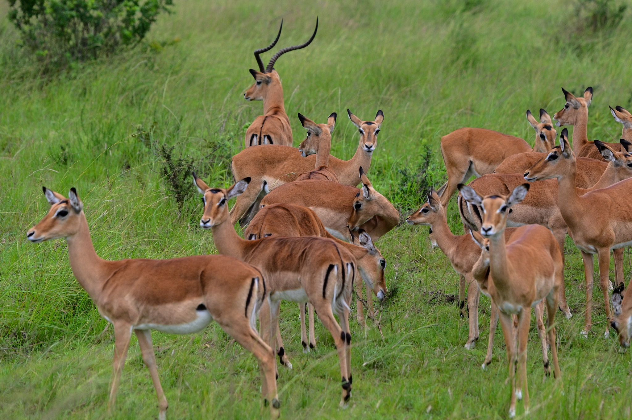 1 Day akagera national park adventure, 1 day tour to akagera, 1 day akagera adventure, 1 day tour in akagera, akagera safari for 1 day, one day tour to akagera, one-day trip to akagera national park, one-day safari in akagera park, one-day adventure in akagera, akagera one-day adventure, akagera tour for 1 day, akagera game drive 1 day