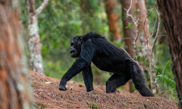 3 Days Nyungwe Chimpanzee Trek, 3 Days Nyungwe Chimpanzee Trek canopy walk way, 3 days nyungwe canopy walk way, 3 days chimp trekking in nyungwe, 3 days rwanda chimpanzee tracking, 3 days canopy walkway tour, 3 days nyungwe forest safari, 3 days in nyungwe national park, 3 days chimpanzee tracking safari, 3 days rwanda chimoanzees, 3 days chimp tracking tour, 3 days with chimpanzees rwanda, 3 Days Nyungwe Chimpanzee Trek and Canopy Walkway Adventure