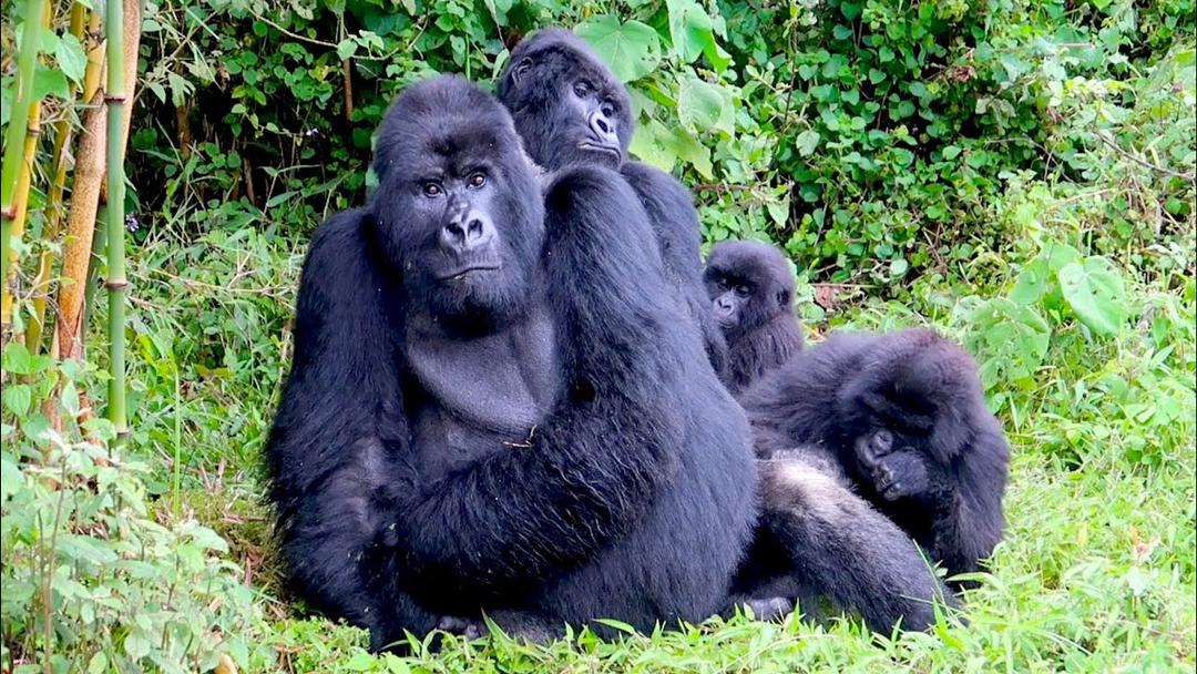 2 days rwanda gorillas trekking, 2 Days Rwanda Gorillas Safari trekking, 2 days rwanda gorilla safari, 2 days mountain gorilla trekking, 2 days mountain gorilla visit, 2 days rwanda gorillas, 2 days gorilla trekking safari rwanda, 2 days gorilla adventure tour, 2 days rwanda gorilla trip, 2 days gorilla adventure safari, 2 days rwandan gorillas, 2 days rwanda gorilla excursion, 2 days rwanda gorilla itinerary, gorillas trekking rwanda, Two days gorilla trek safari