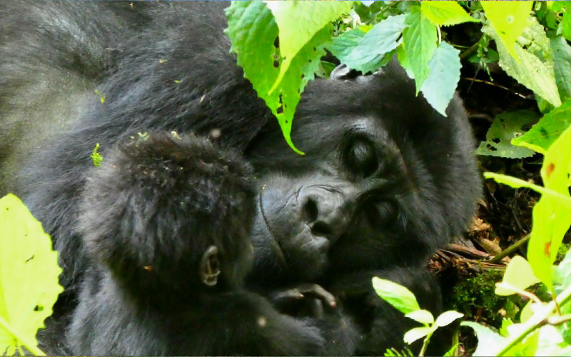 Rwanda gorilla safaris and wildlife tours from Italy, Rwanda Primates and Wildlife Safari from Italy, rwanda primates and wildlife safari from Italy, rwanda primates and wildlife safari from Italy, Rwanda Primates Safari from Italy, rwanda primates safari from Italy,, rwanda primates, rwanda primate crossword, rwanda safari packages, rwanda safari tour, Rwanda Wildlife Safari from Italy, rwanda wildlife safari from Italy, rwanda wildlife safari from Italy map, rwanda wildlife safari from Italy to africa, rwanda wildlife safari from Italy to tanzania, rwanda wildlife safari from Italy to tanzania africa, Rwanda gorilla safari from Italy, rwanda gorilla safari from Italy, rwanda gorilla trekking reviews, rwanda gorilla trekking permit, Rwanda gorilla trekking from Italy, rwanda gorilla trekking from Italy, rwanda gorilla trekking tour, Rwanda gorilla tours from Italy, rwanda gorilla tours from Italy, rwanda gorilla tours from Italy 2024, rwanda gorilla tours, rwanda gorilla tourism, rwanda gorilla trips, rwanda gorilla tours luxury, gorilla tours africa from Italy, gorilla tours africa from Italy, gorilla tours africa from Italy 2024, gorilla tours africa