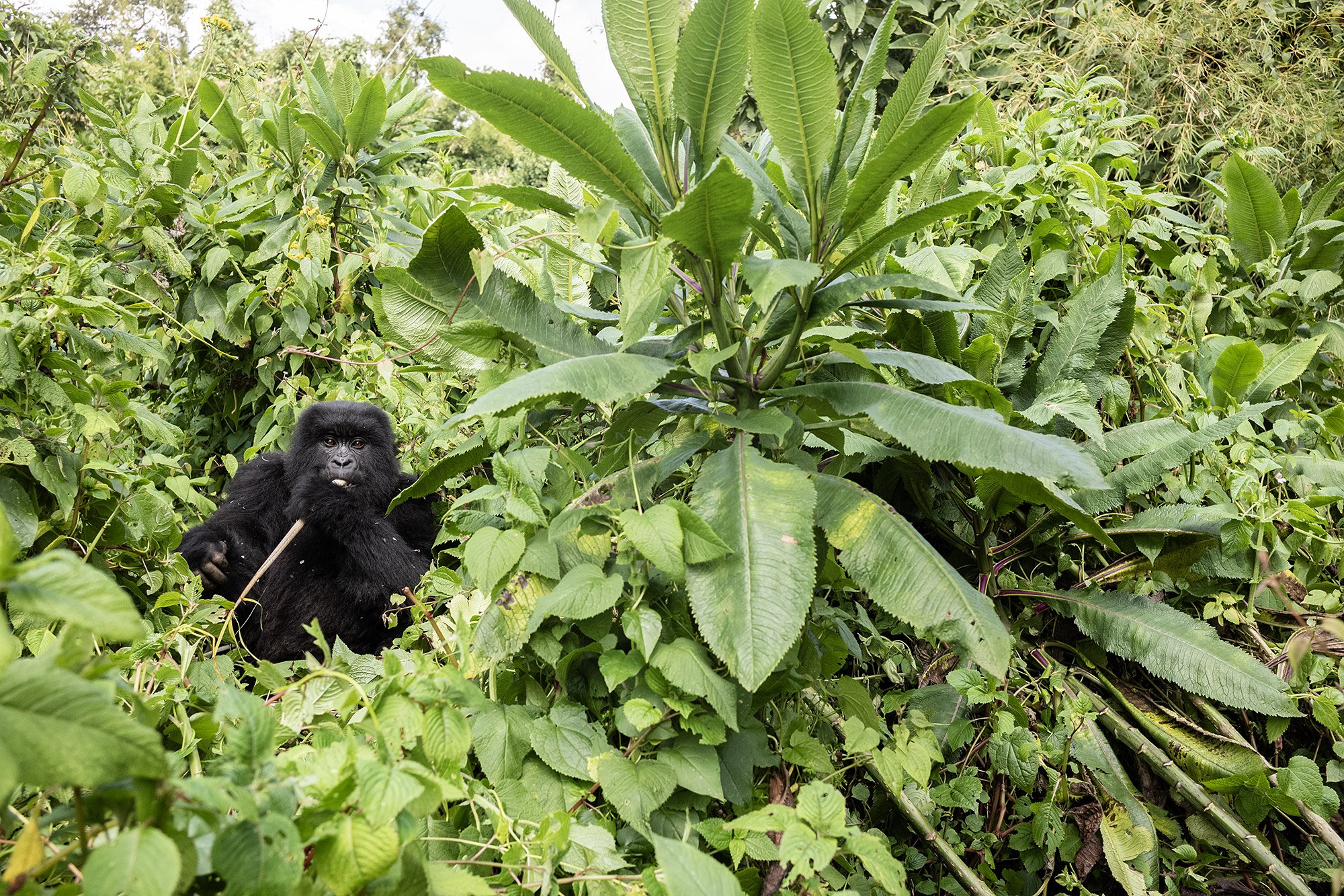 1 day rwanda gorilla trekking, 2 days gorilla trekking in rwanda, 3 days gorilla and golden monkey trekking, 4 days gorilla trek and culture tour, 5 days rwanda safari combined with gorilla trek, 6 days mountain gorilla trekking, 15 days gorilla trek (best of Rwanda), rwanda gorilla safaris, rwanda gorilla tours, gorilla tour packages, gorilla trekking tours, gorilla treks in rwanda, mountain gorilla trekking in rwanda, rwanda trekking safaris, trekking safaris in rwanda