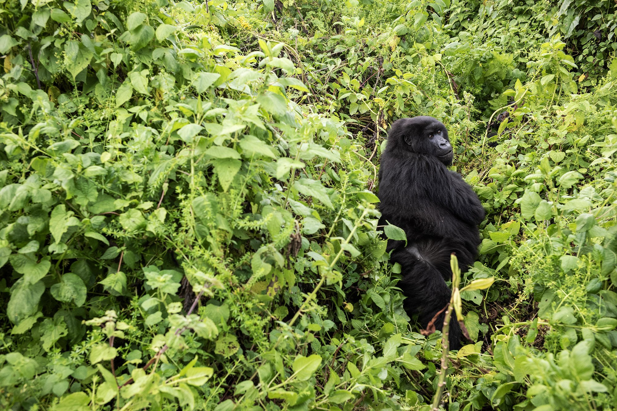Best Premium Gorilla Safari Tours in East Africa