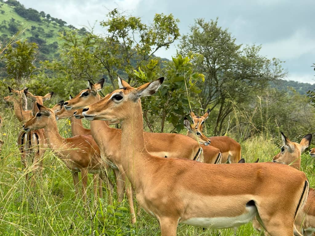 How Many Days Do You Need for a Rwanda Wildlife Safari?