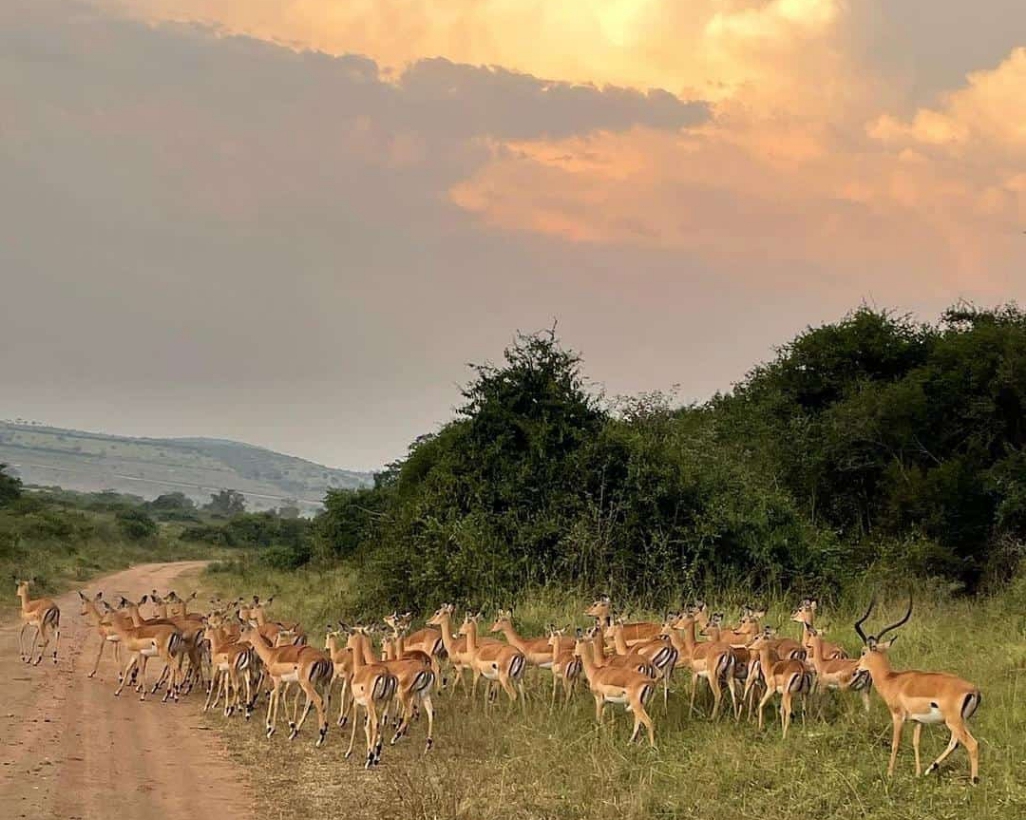 Akagera National Park Entrance Fees & Safari Costs Explained