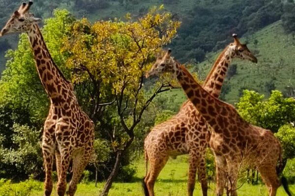 Akagera National Park Safari