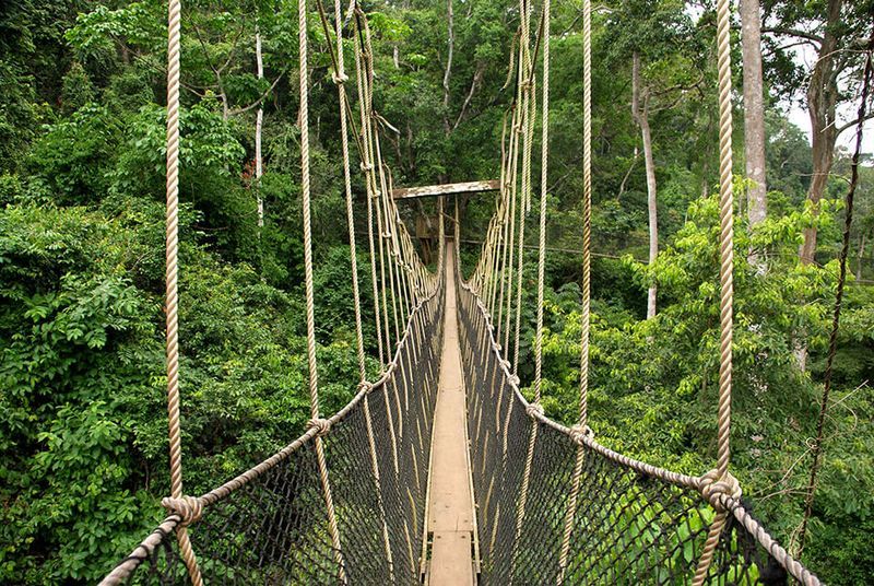 How Many Days Do You Need for a Rwanda Wildlife Safari?