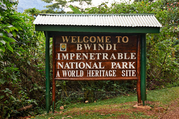 Fly-In Gorilla Safaris Rwanda and Uganda Explained