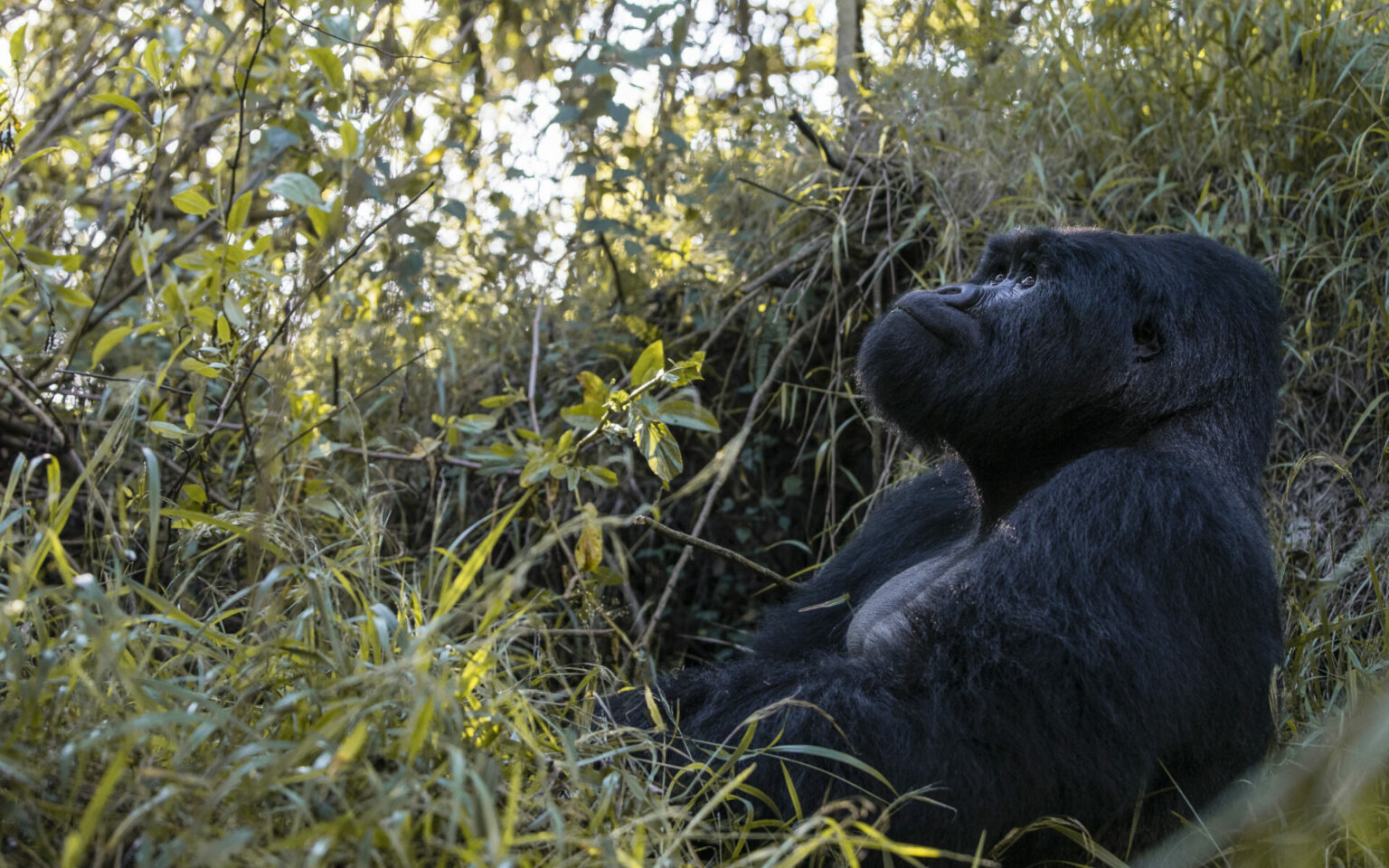 1 day rwanda gorilla trekking, 2 days gorilla trekking in rwanda, 3 days gorilla and golden monkey trekking, 4 days gorilla trek and culture tour, 5 days rwanda safari combined with gorilla trek, 6 days mountain gorilla trekking, 15 days gorilla trek (best of Rwanda), rwanda gorilla safaris, rwanda gorilla tours, gorilla tour packages, gorilla trekking tours, gorilla treks in rwanda, mountain gorilla trekking in rwanda, rwanda trekking safaris, trekking safaris in rwanda
