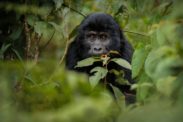 Rwanda Safari During the Green Season – Wildlife Viewing Guide