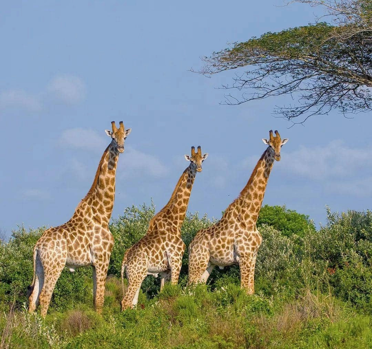 How Many Days Do You Need for a Rwanda Wildlife Safari