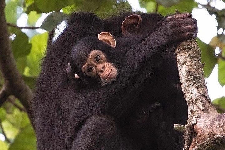 Wildlife Safaris Rwanda