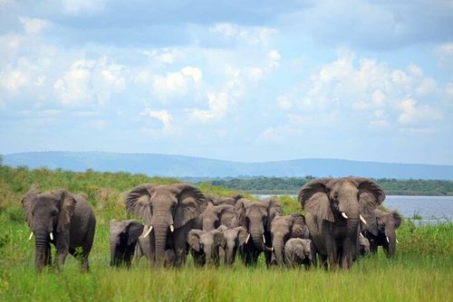 Akagera National Park Entrance Fees & Safari Costs Explained