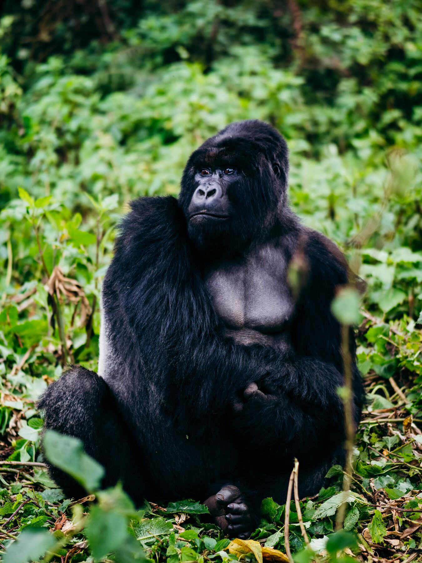 Rwanda Safaris from The Netherlands, Safaris from The Netherlands, Gorilla Safaris in Rwanda from The Netherlands, primate safaris from The Netherlands, wildlife Rwanda Safaris from The Netherlands;