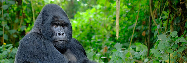 Rwanda vs Uganda Gorilla Trekking