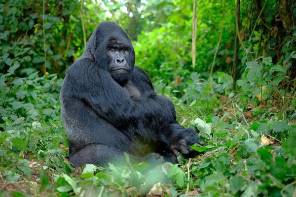 Gorilla Trekking in Rwanda for Photographers