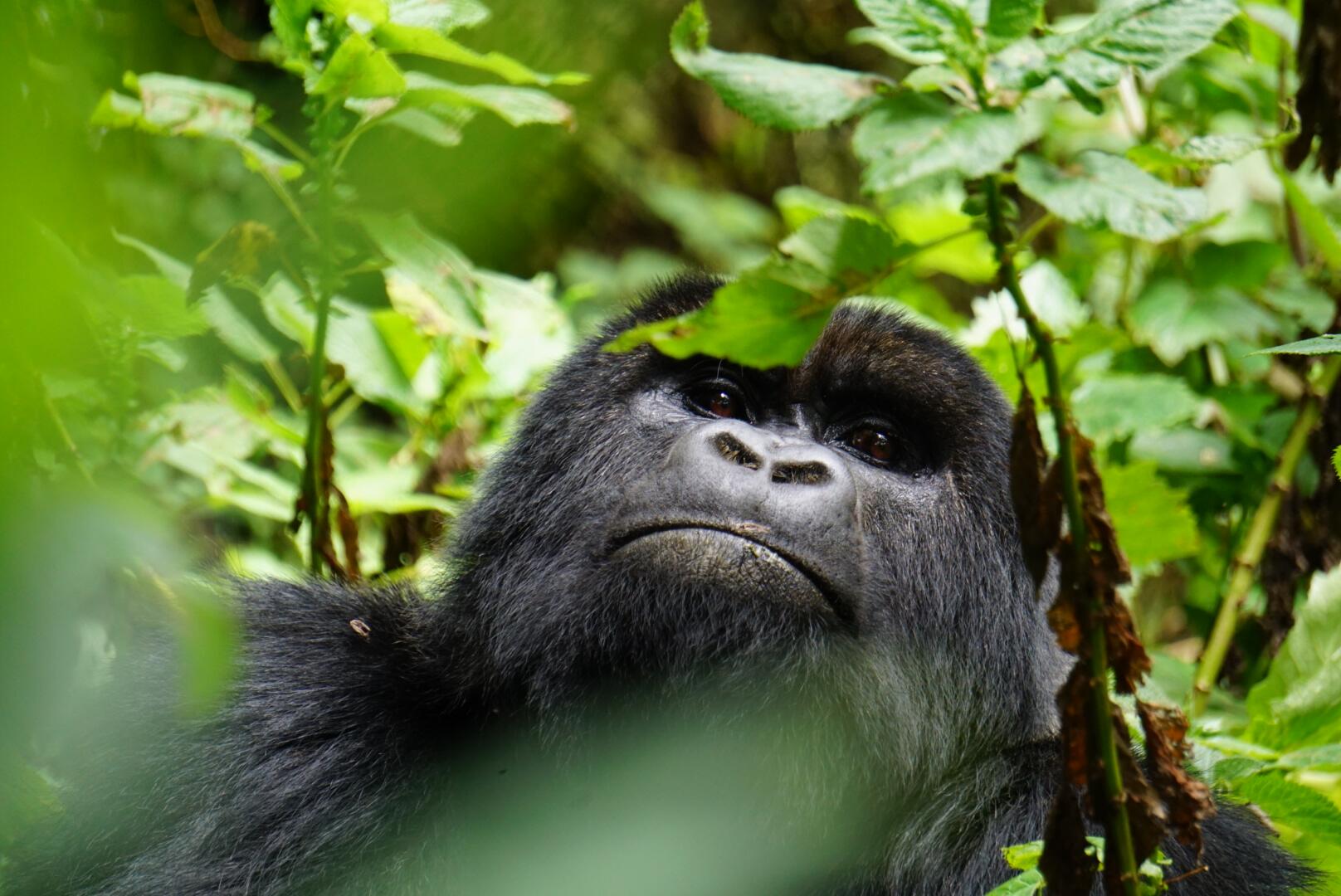 Best Premium Gorilla Safari Tours in East Africa