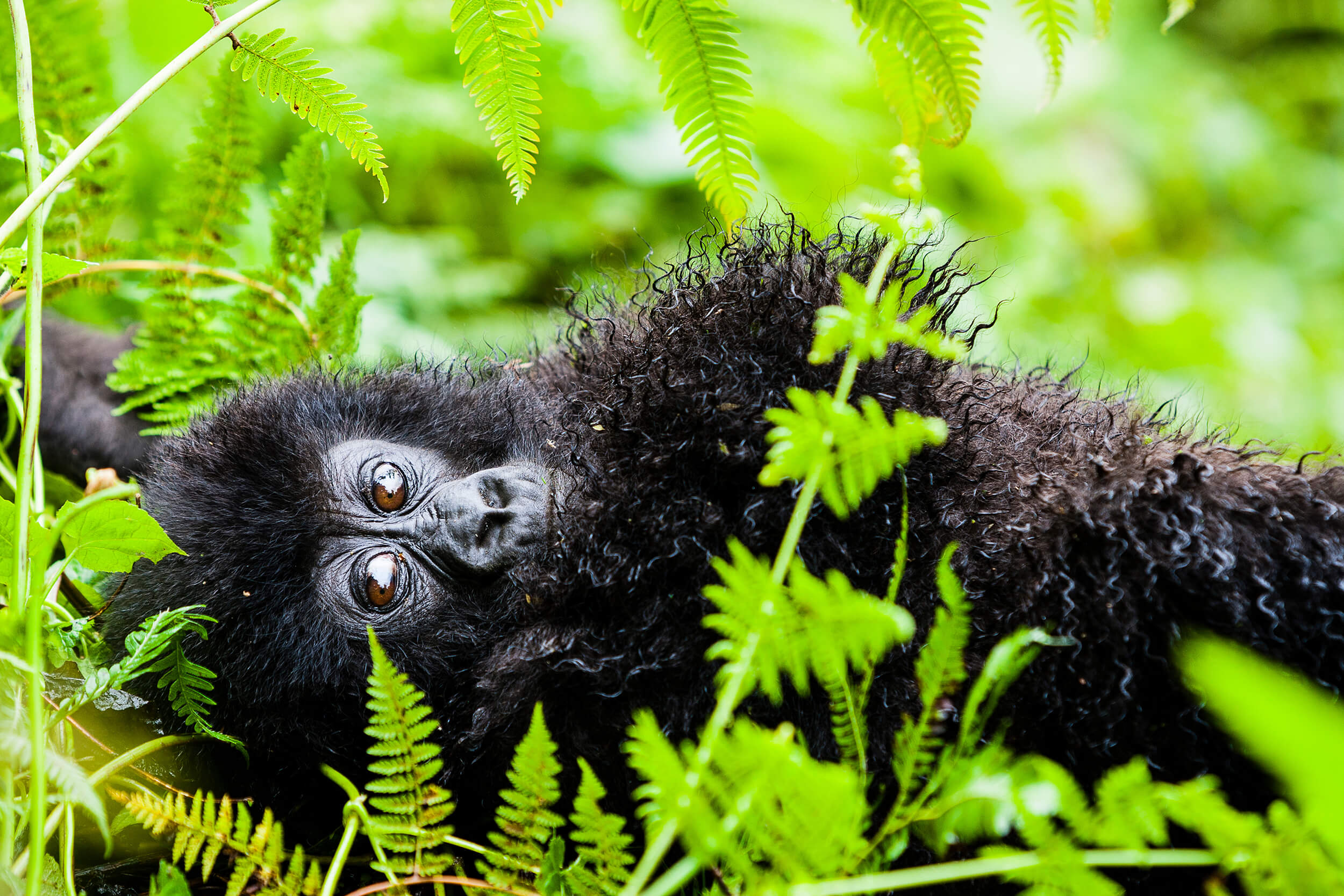 Wildlife Safaris Rwanda