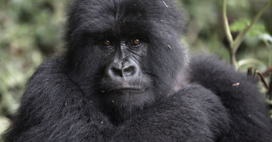 gorilla trekking in rwanda, rwanda gorillas, mountain gorillas in rwanda, Gorilla Trekking in Rwanda from Europe, USA, and Asia