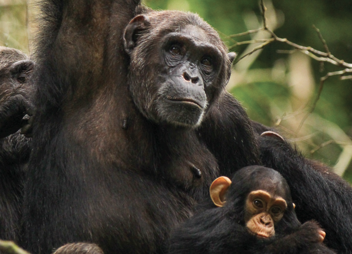 wildlife safaris rwanda, rwanda wildlife, wildlife in rwanda, wildlife in rwanda, wildlife tours in rwanda, wildlife safaris in rwanda, wildlife in akagera, wildlife safaris in akagera national park