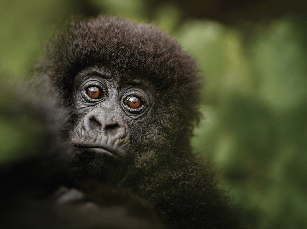wildlife safaris rwanda, rwanda wildlife, wildlife in rwanda, wildlife in rwanda, wildlife tours in rwanda, wildlife safaris in rwanda, wildlife in akagera, wildlife safaris in akagera national park