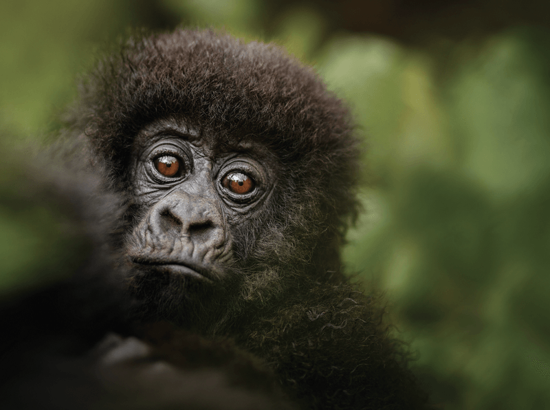 High-End Gorilla Safaris in Rwanda, Luxury Gorilla Trekking in Rwanda