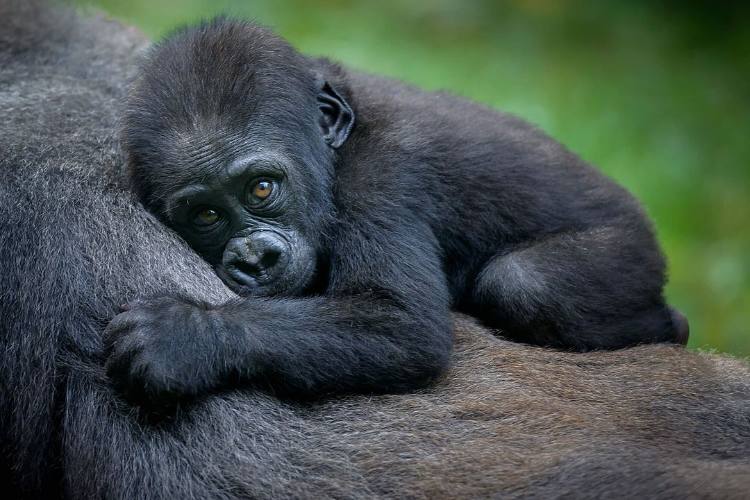 Can Children Do Gorilla Trekking in Rwanda?