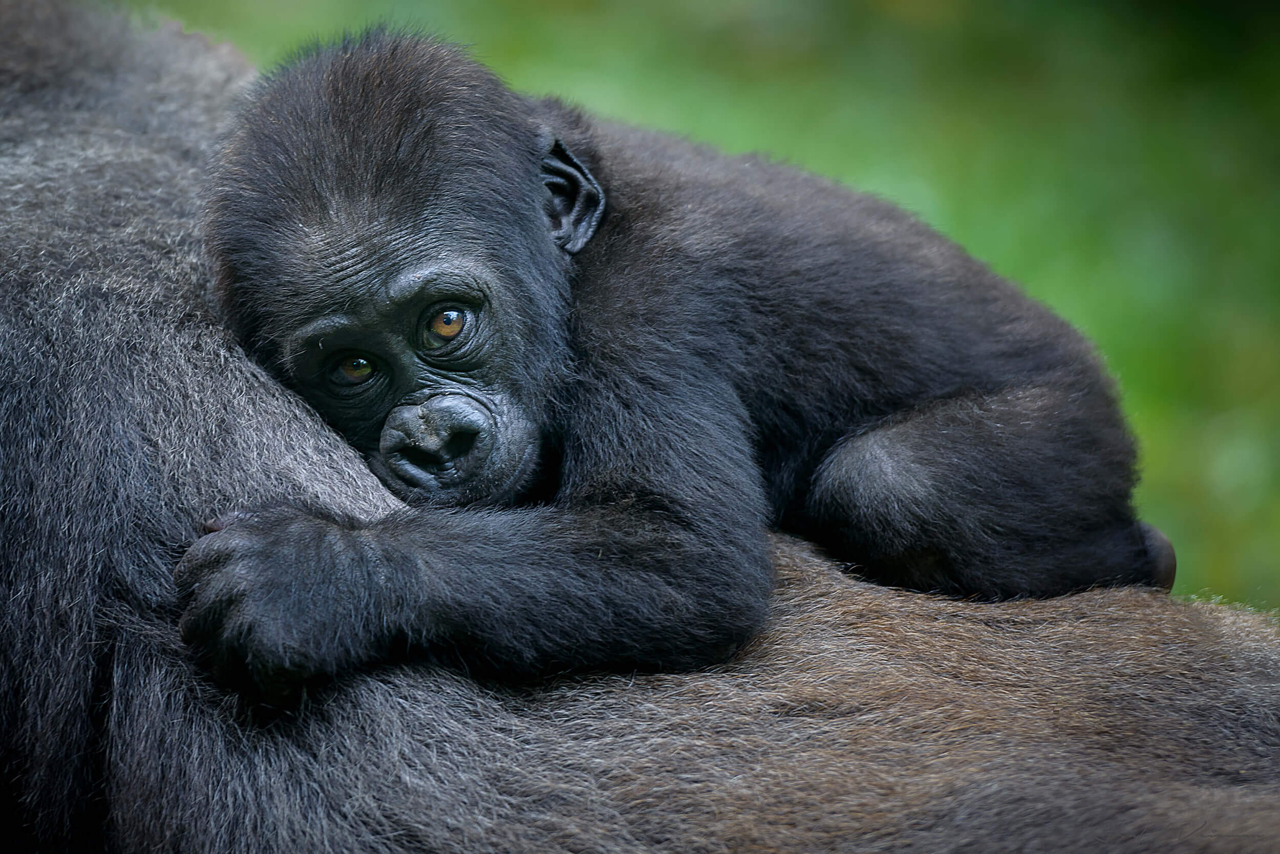 Wildlife Safaris Rwanda