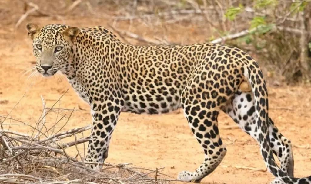Rwanda Safari Tour Packages