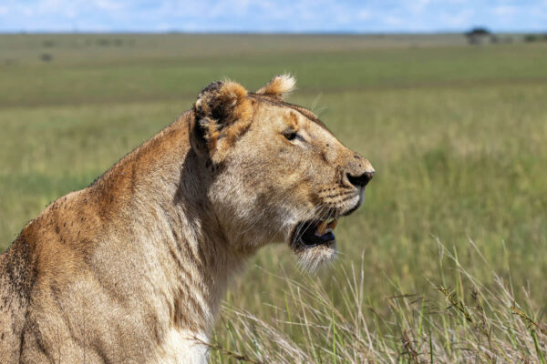 game drives in Akagera National Park, Akagera adventure, travel to Rwanda in 2025–2026, Okavango Delta Safari and Gorilla Trekking in Rwanda