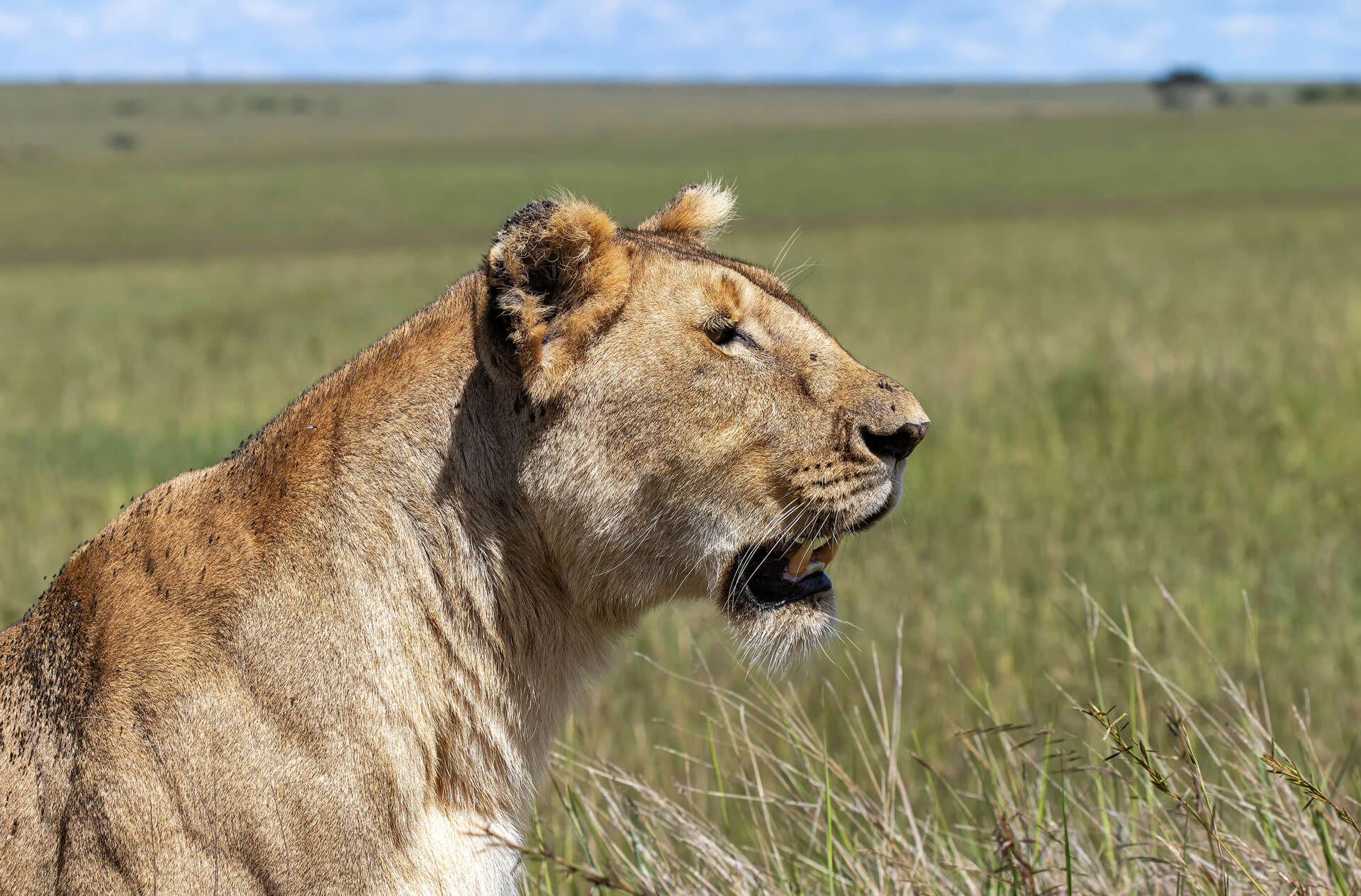 game drives in Akagera National Park, Akagera adventure, travel to Rwanda in 2025–2026, Okavango Delta Safari and Gorilla Trekking in Rwanda