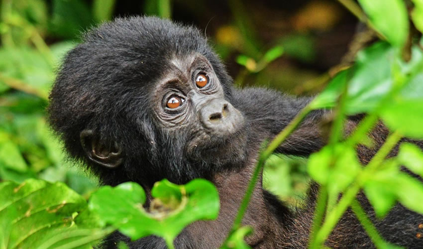 1 day rwanda gorilla trekking, 2 days gorilla trekking in rwanda, 3 days gorilla and golden monkey trekking, 4 days gorilla trek and culture tour, 5 days rwanda safari combined with gorilla trek, 6 days mountain gorilla trekking, 15 days gorilla trek (best of Rwanda), rwanda gorilla safaris, rwanda gorilla tours, gorilla tour packages, gorilla trekking tours, gorilla treks in rwanda, mountain gorilla trekking in rwanda, rwanda trekking safaris, trekking safaris in rwanda