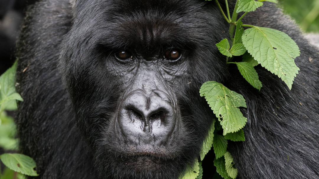 Wildlife Safaris Rwanda