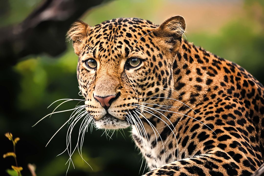 Wildlife Safaris Rwanda