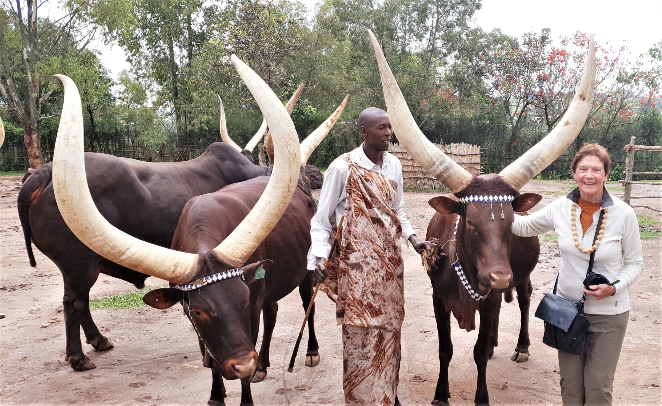 Rwanda and Uganda Luxury Safari Experiences Compared
