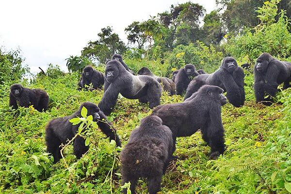 Group Gorilla Safari Packages Rwanda and Uganda