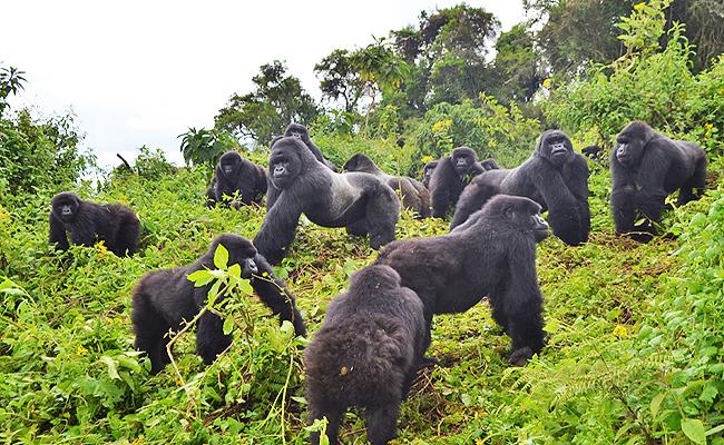 Group Gorilla Safari Packages Rwanda and Uganda