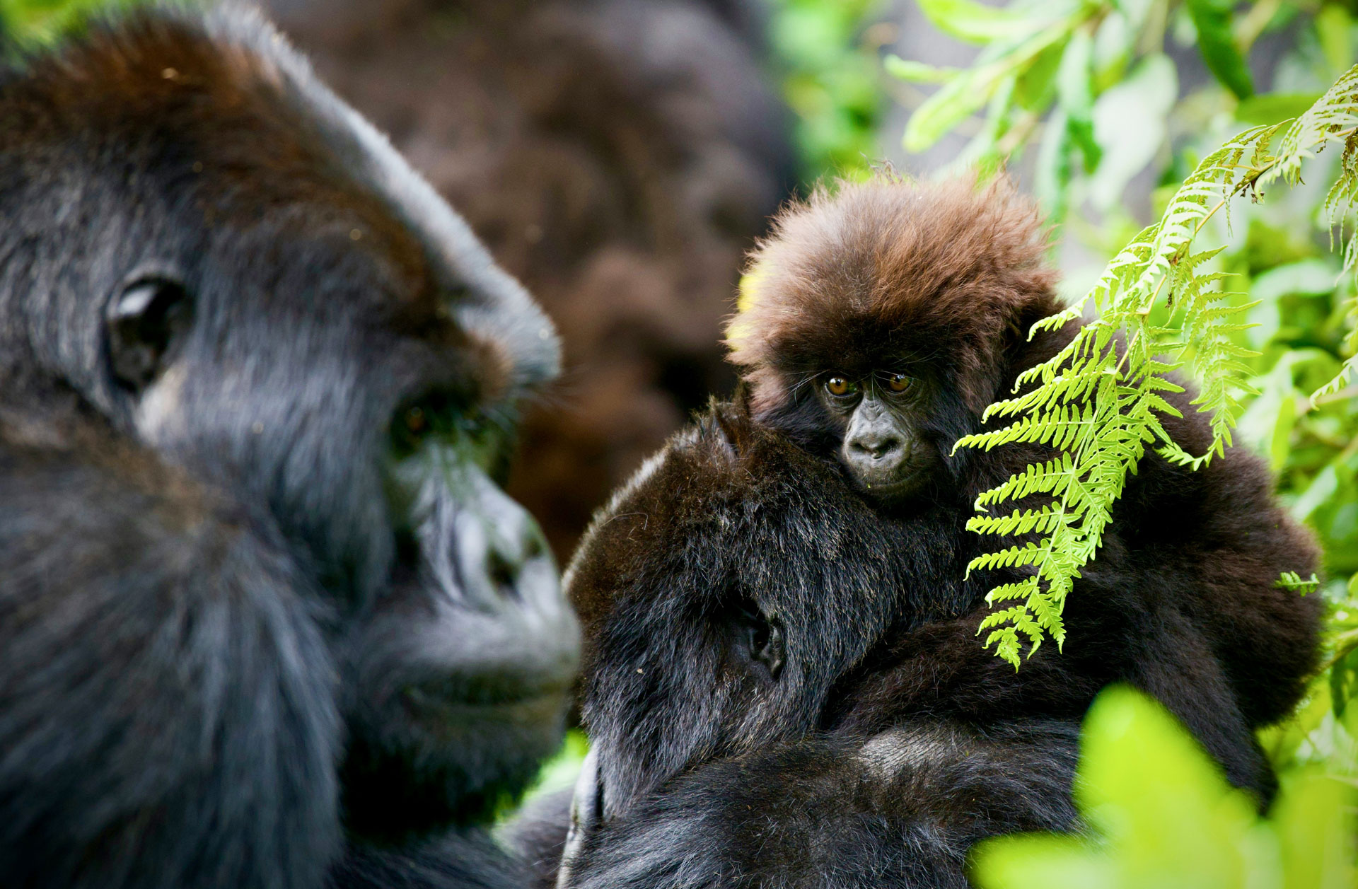 gorilla trekking safaris in rwanda, Gorilla Trekking Destinations: Rwanda, Uganda and Congo, gorilla tours in uganda