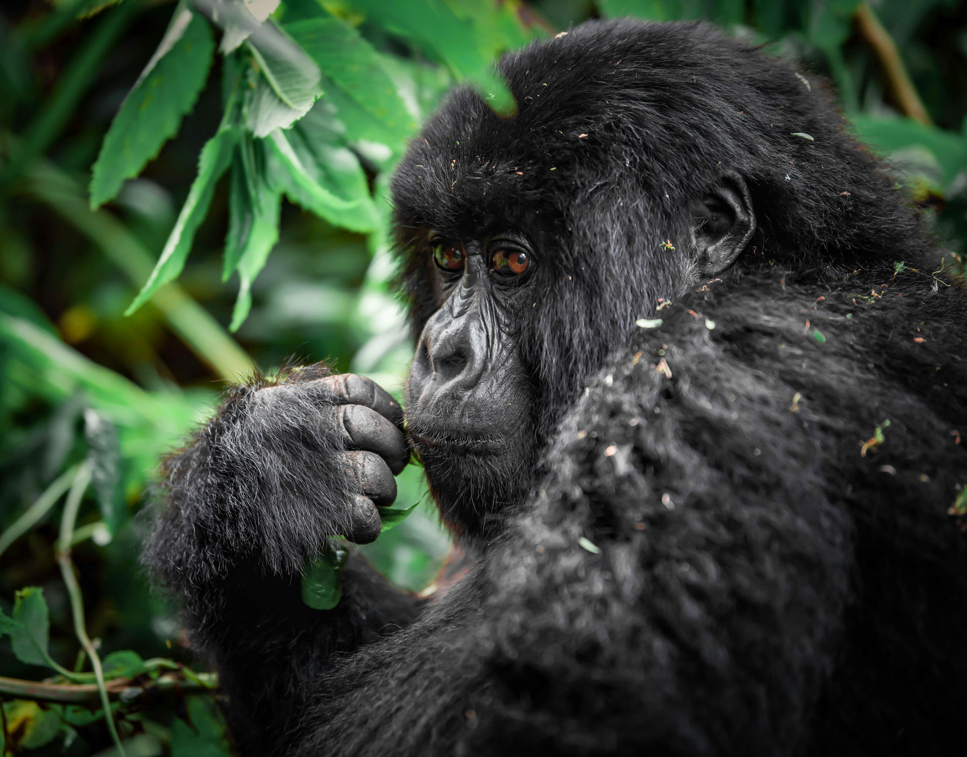 gorilla encounters, gorilla encounters in rwanda and uganda, gorilla encounters in rwanda, gorilla encounters in uganda, gorilla encounters safaris in rwanda and uganda, gorilla trekking in rwanda, gorilla trekking in Uganda, gorilla trekking safaris, gorilla trekking tours, gorilla safaris, gorillas in rwanda, gorilla safaris in uganda, mountain gorilla trekking, gorilla tours, gorilla expeditions, gorilla safari packages, gorilla permits, best time to trek the gorillas, 1 day gorilla trekking safari, gorilla trips in rwanda, trekking the gorillas in rwanda and Uganda, uganda rwanda gorilla trekking, encounter gorillas