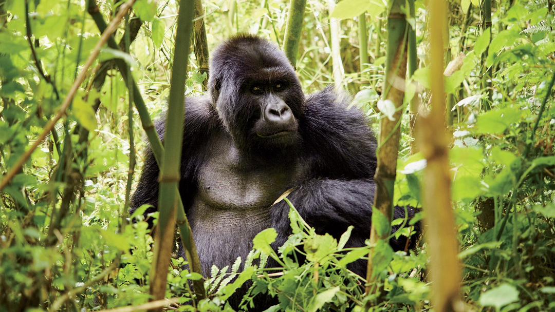 wildlife safaris rwanda, rwanda wildlife, wildlife in rwanda, wildlife in rwanda, wildlife tours in rwanda, wildlife safaris in rwanda, wildlife in akagera, wildlife safaris in akagera national park