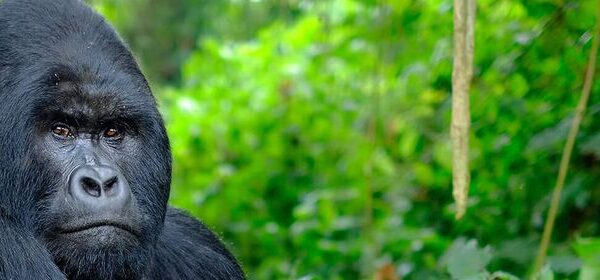 Rwanda Luxury Gorilla Safari Cost Breakdown