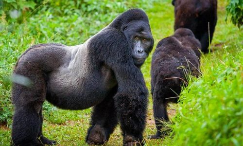 How Rwanda Protects Mountain Gorillas Through Tourism