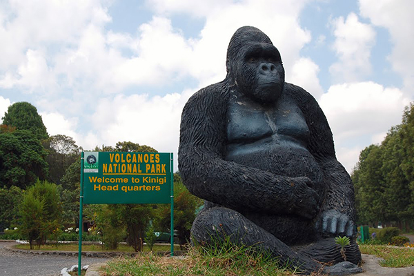 Is Gorilla Trekking in Rwanda Difficult? Terrain & Fitness Guide