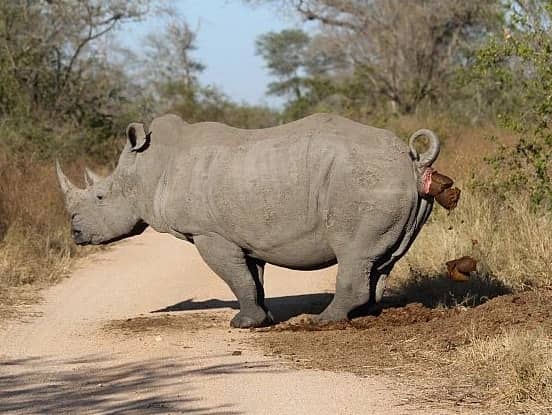 Is Akagera Worth Visiting? Honest Safari Review