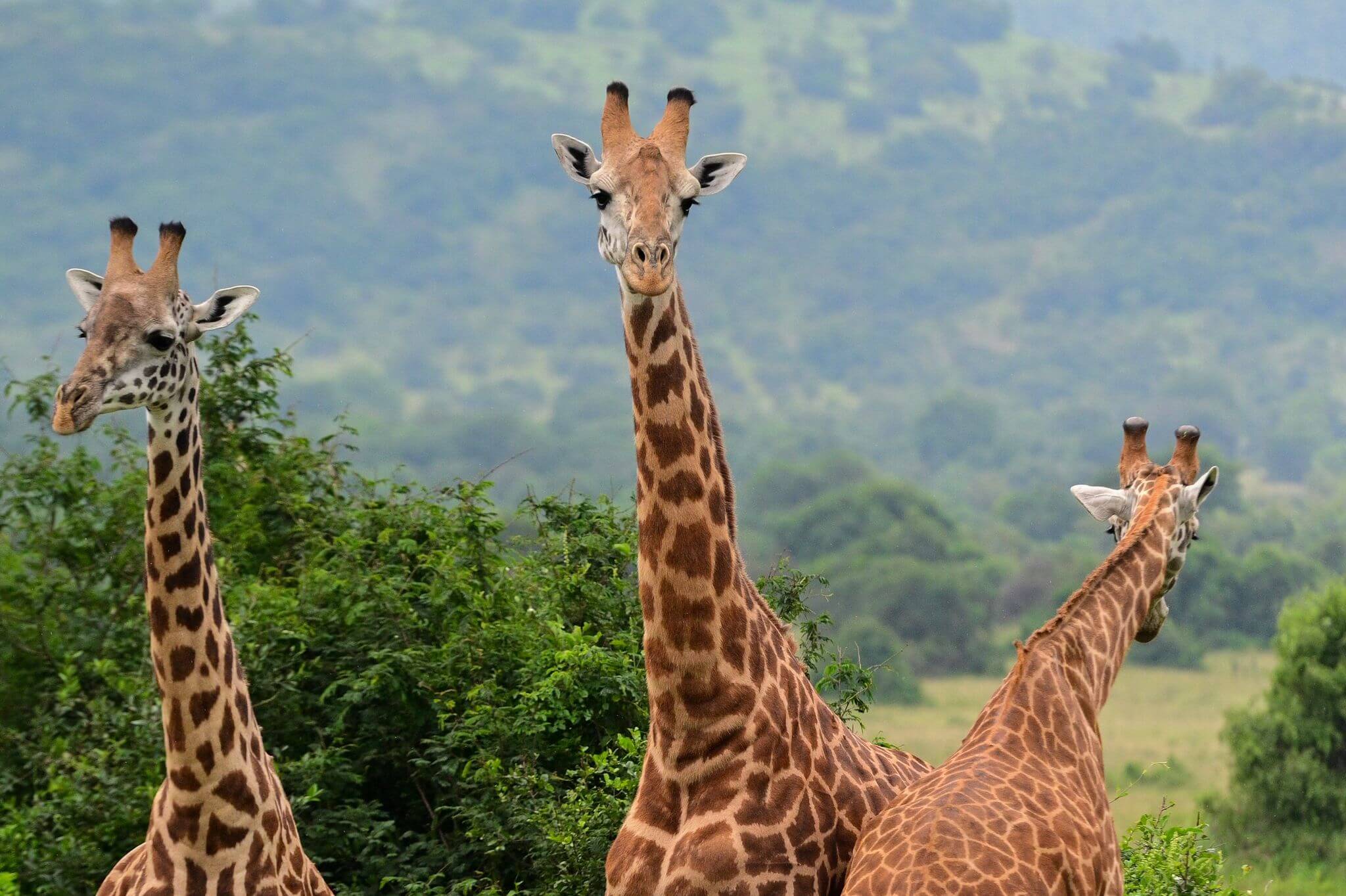  Primate Safaris and Wildlife Tours