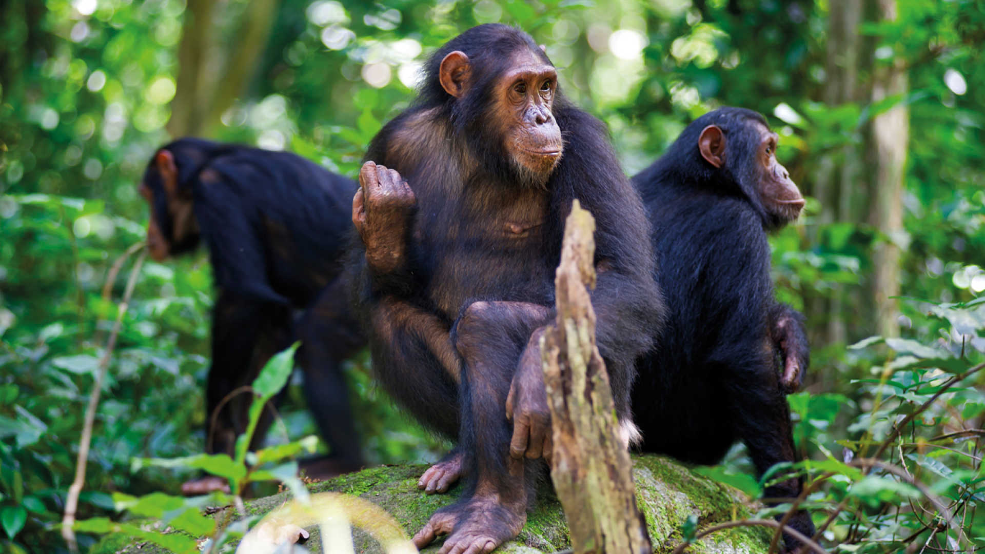 Nyungwe Chimpanzee Trek & Canopy Walk