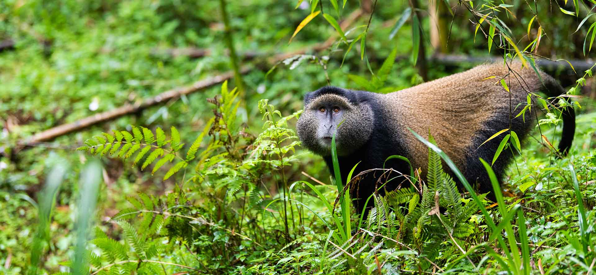 Adventure Gorilla Safari Rwanda and Uganda Route Guide