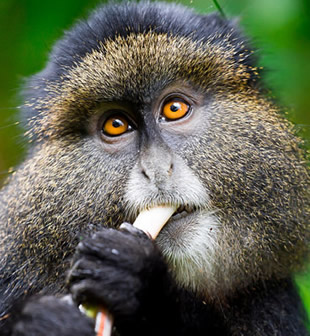 Chimpanzee trekking in Nyungwe