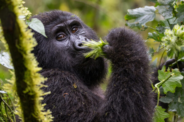 Gorilla Safaris in Rwanda from Serengeti National Park, travel to Rwanda in 2025–2026, Gorilla Trekking Journeys, Types of Wildlife in Rwanda, Gorilla Trekking in Rwanda from the United States
