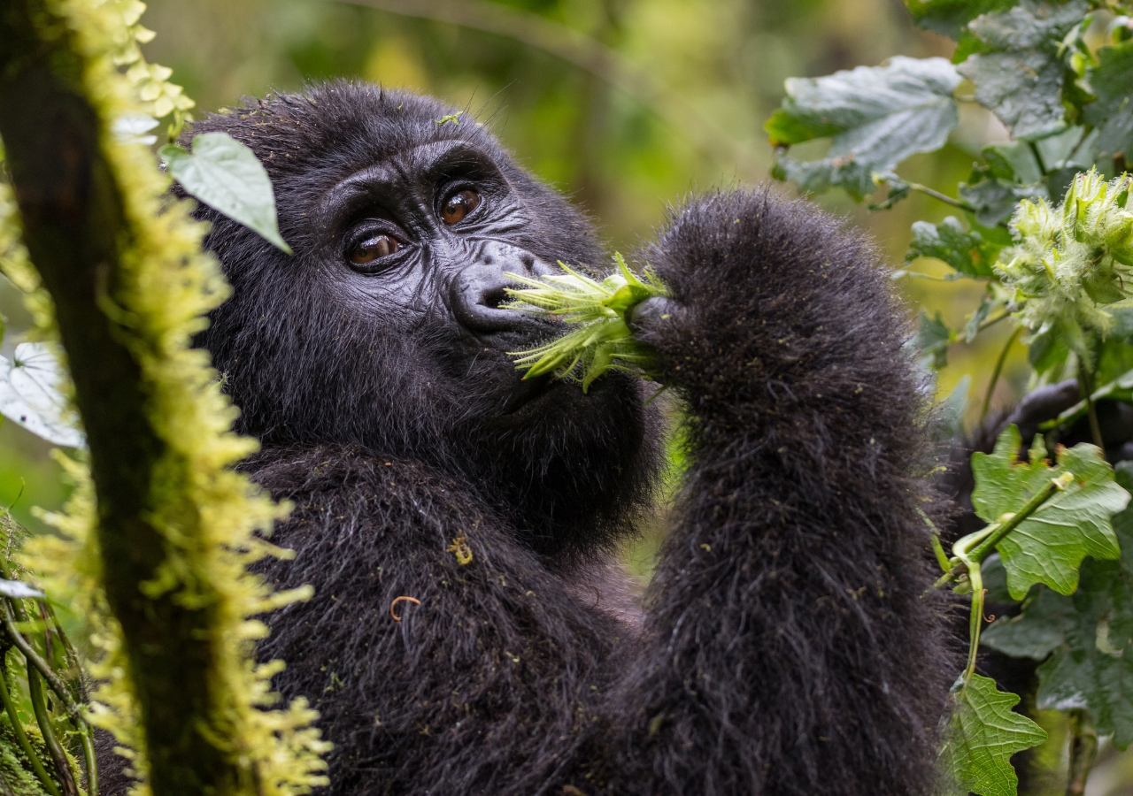 Gorilla Safaris in Rwanda from Serengeti National Park, travel to Rwanda in 2025–2026